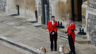 Queen's corgis take centre stage at London exhibition