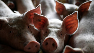 Kabinett beschlie&szlig;t staatliches Tierwohllabel ab 2023 f&uuml;r Schweine