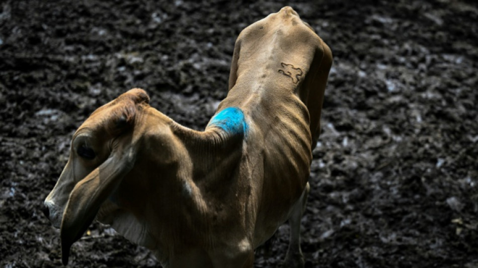Avec El Ni&ntilde;o, p&eacute;riode de vaches maigres pour les &eacute;leveurs du Salvador