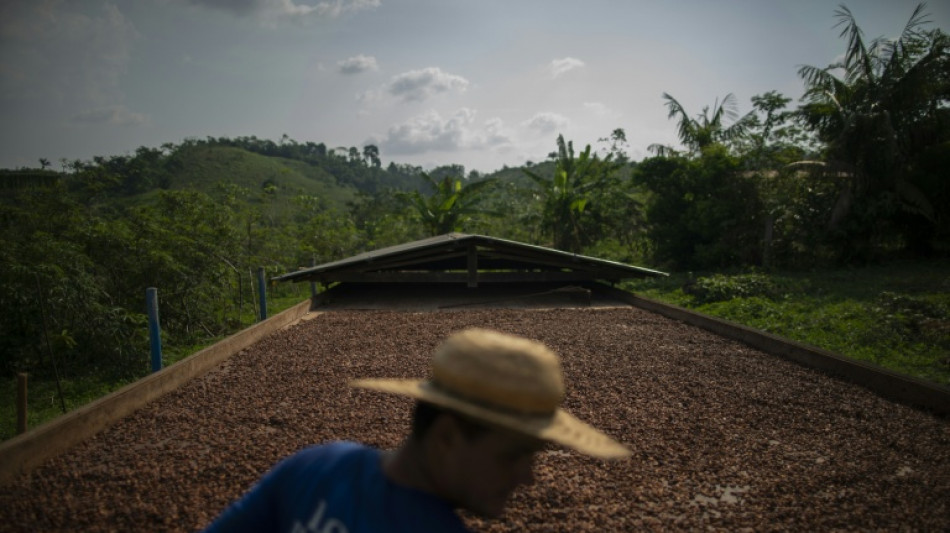 Brasil suspende la importaci&oacute;n de granos de cacao de Costa de Marfil