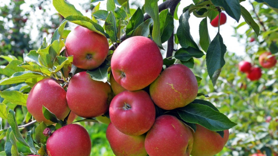 K&uuml;hl und nass: Obstbauern erwarten unterdurchschnittliche Apfelernte dieses Jahr