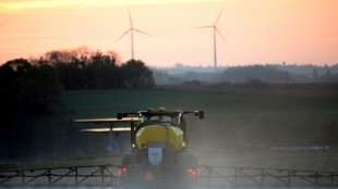 Herbicide interdit par l'UE: les semis de la derni&egrave;re chance pour les endiviers