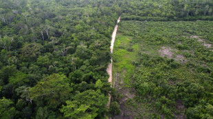 La lutte pour la restauration de la plus vaste for&ecirc;t tropicale d'Am&eacute;rique centrale
