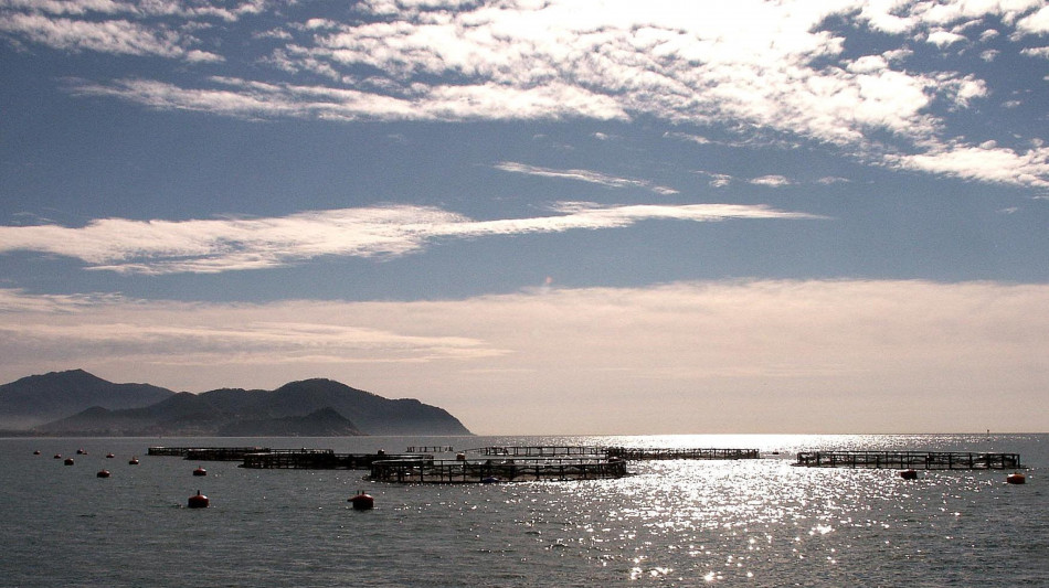 Ismea con Federpesca per rafforzare il sostegno alle imprese