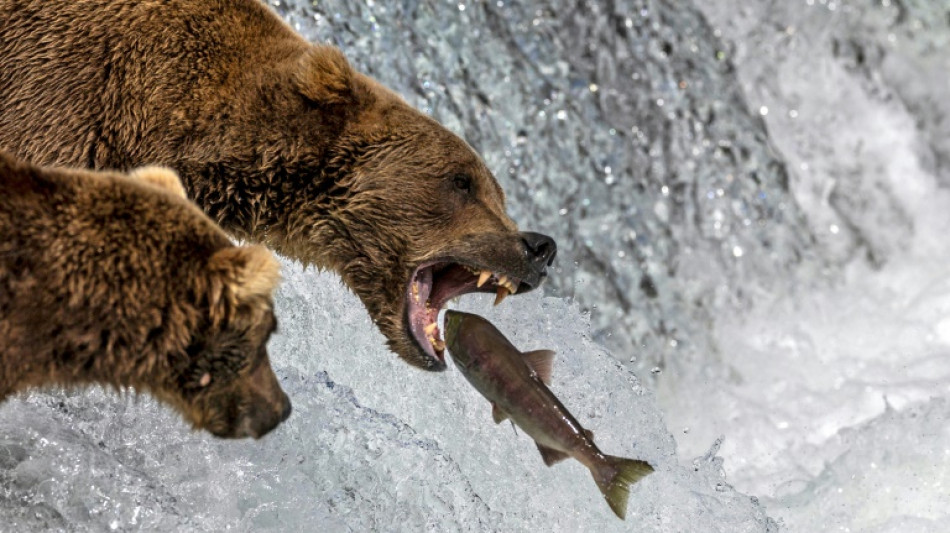 Semana do Urso Gordo coroa seu vencedor no Alasca