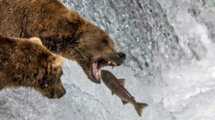 Semana do Urso Gordo coroa seu vencedor no Alasca