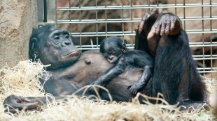Bonobos fêmeas têm maior status social que machos graças à sua solidariedade