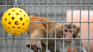 US medical agency will scale back testing on monkeys